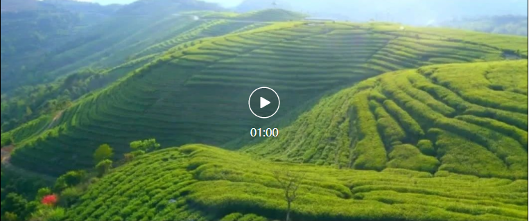 福鼎這片“綠寶藏”，身價百億！