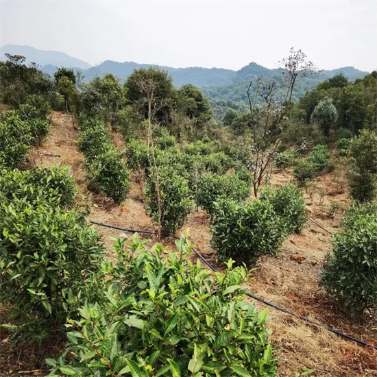 全國唯一“福鼎老茶樹群落核心保護區”揭牌