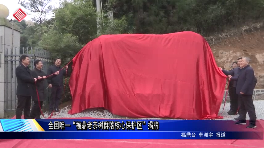 全國唯一“福鼎老茶樹群落核心保護區”揭牌