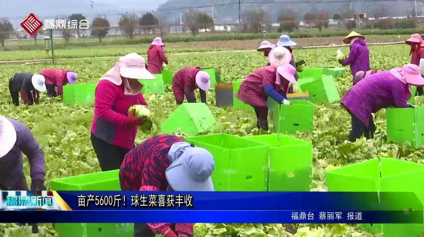 畝產5600斤！球生菜喜獲豐收