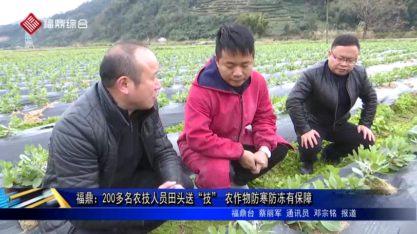 福鼎：200多名農技人員田頭送“技” 農作物防寒防凍有保障