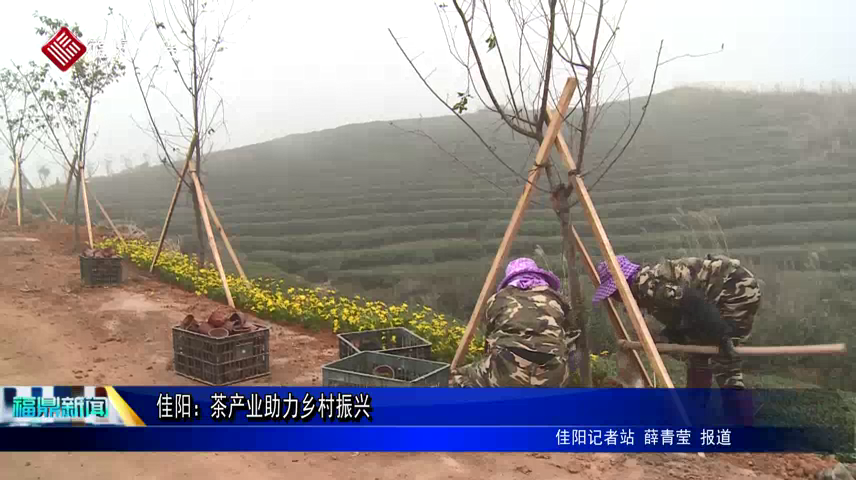 佳陽：茶產業助力鄉村振興