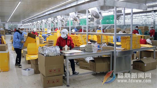福鼎白茶市場熱銷 迎來冬季大生產