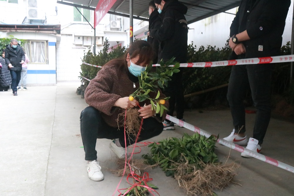 【網絡中國節·春節】“春節回家種棵樹”活動開始領苗