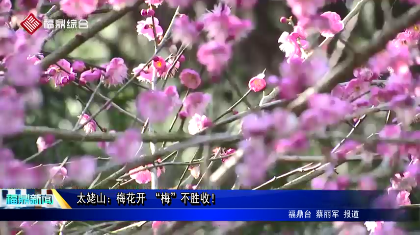 太姥山：梅花開 “梅”不勝收！