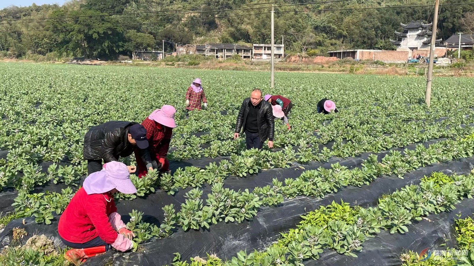 農技春節不歇 助力農業生產“開門紅”