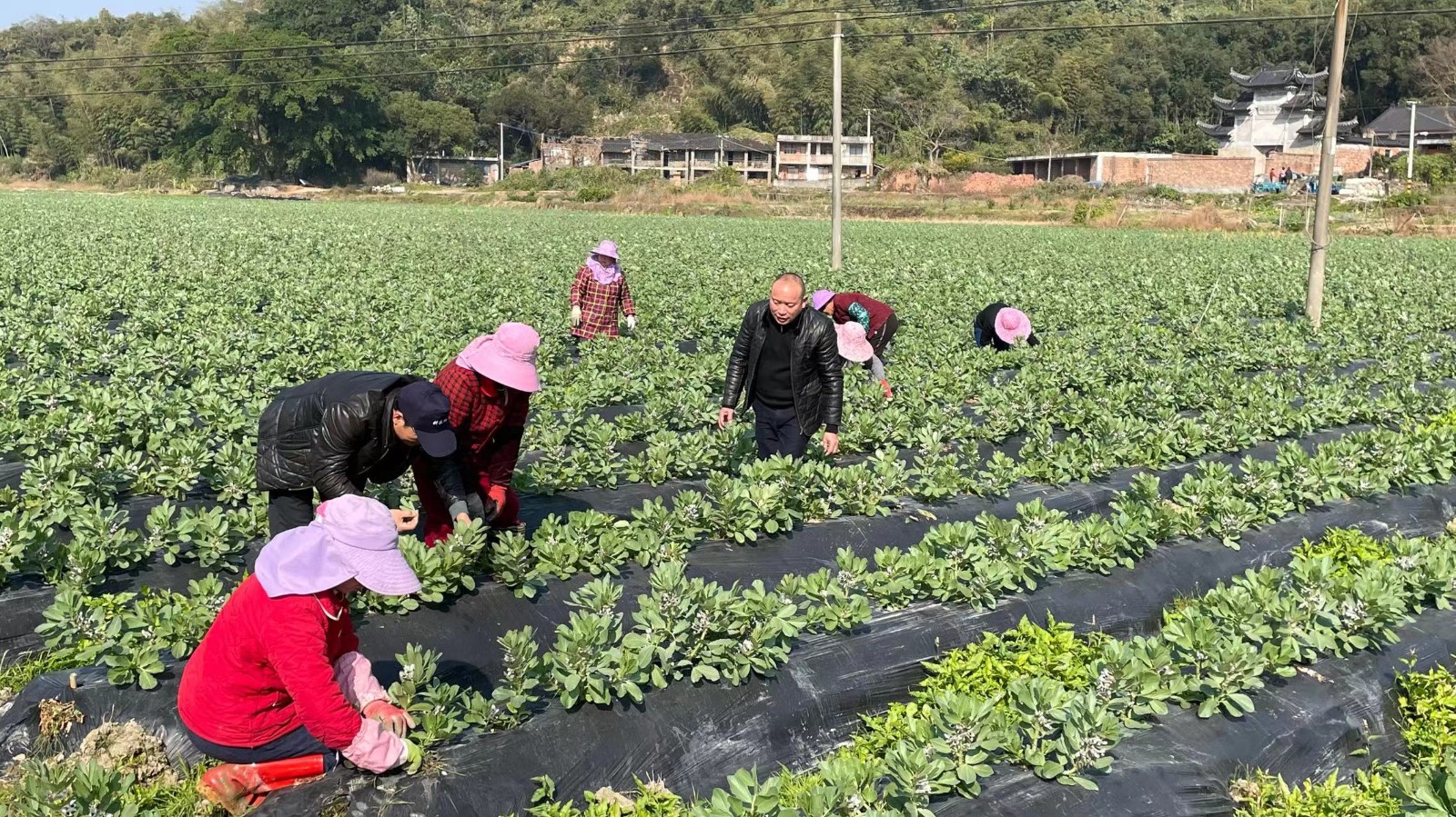 農技下鄉，助力農業生產“開門紅”！