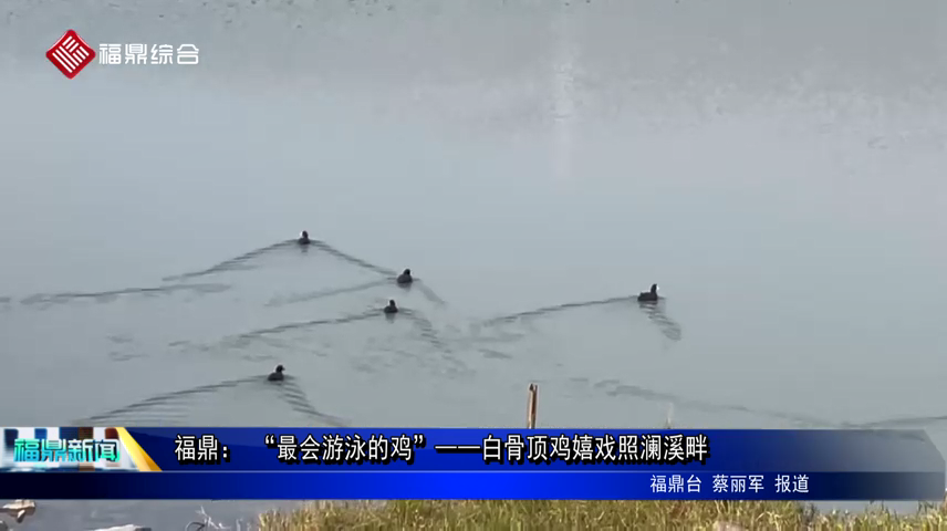 福鼎： “最會游泳的雞”——白骨頂雞嬉戲照瀾溪畔