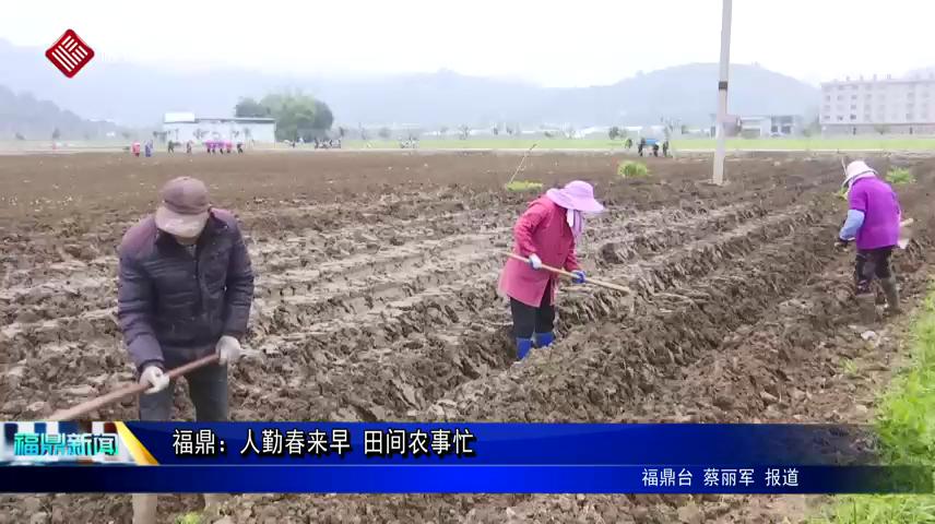 福鼎：人勤春來早 田間農事忙