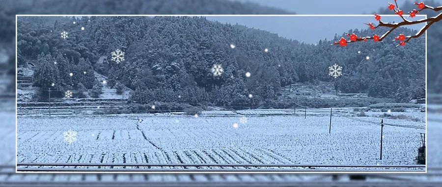 今天福鼎的雪下得很認真！