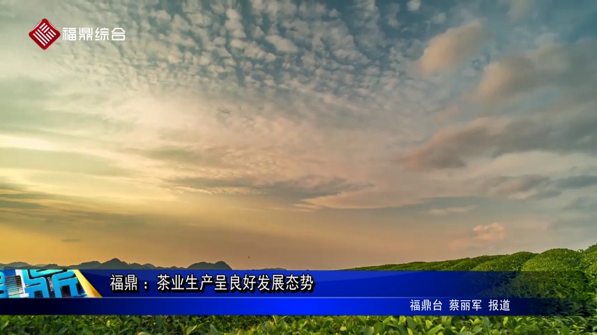 福鼎：茶業生產呈良好發展態勢