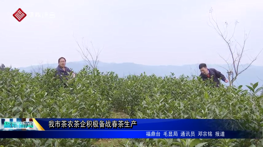 我市茶農茶企積極備戰春茶生產