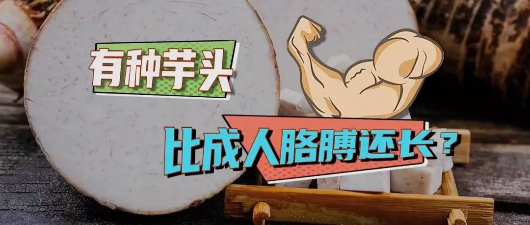 福鼎因比成人胳膊還長的芋頭再上央視！