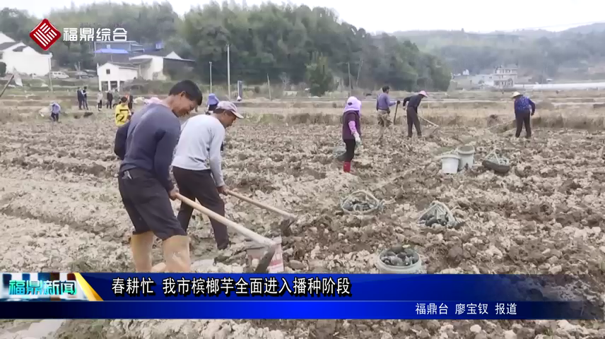 春耕忙 我市檳榔芋全面進入播種階段