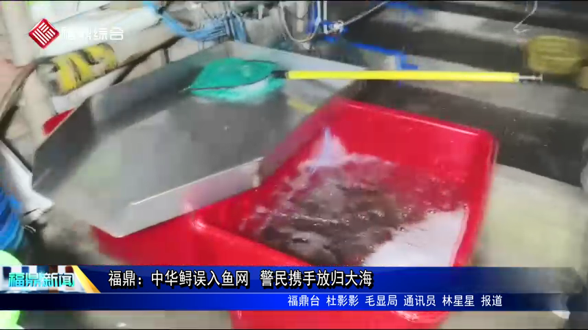 福鼎：中華鱘誤入魚網 警民攜手放歸大海