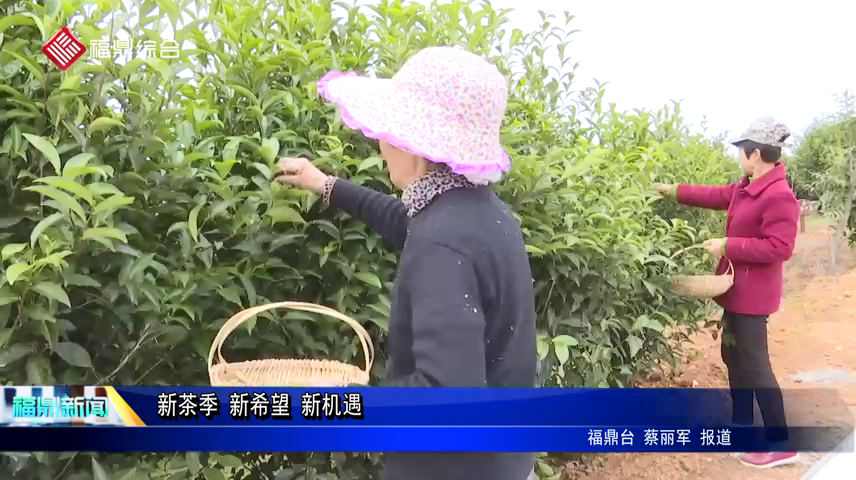 新茶季 新希望 新機遇