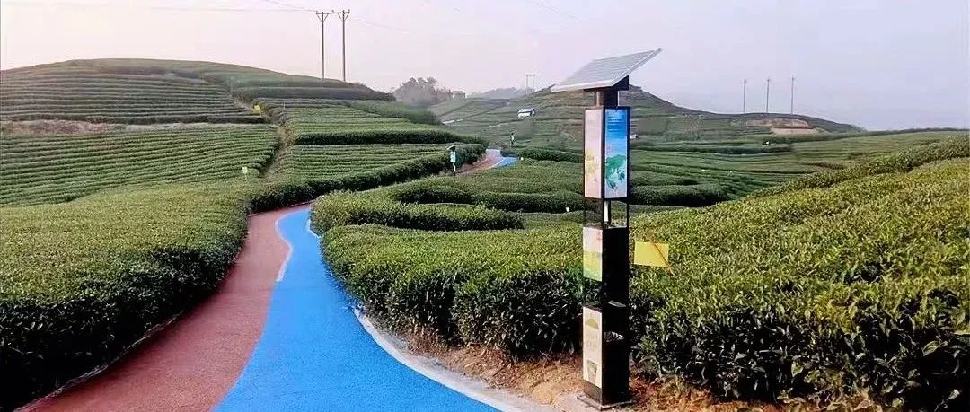 點頭打造茶山漫道， 扮靚“致富路”