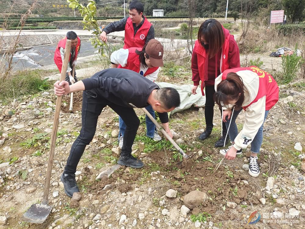 植樹節：點頭志愿者開展植樹護綠活動
