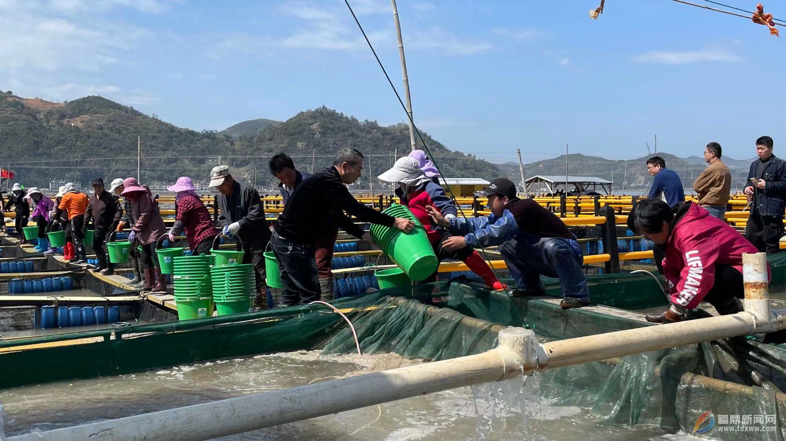 福鼎13億尾大黃魚魚苗陸續投放漁排