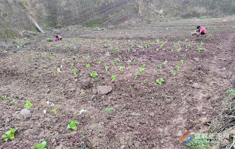 點頭鎮扎實做好農村耕地“非糧化”整治工作 堅守耕地紅線