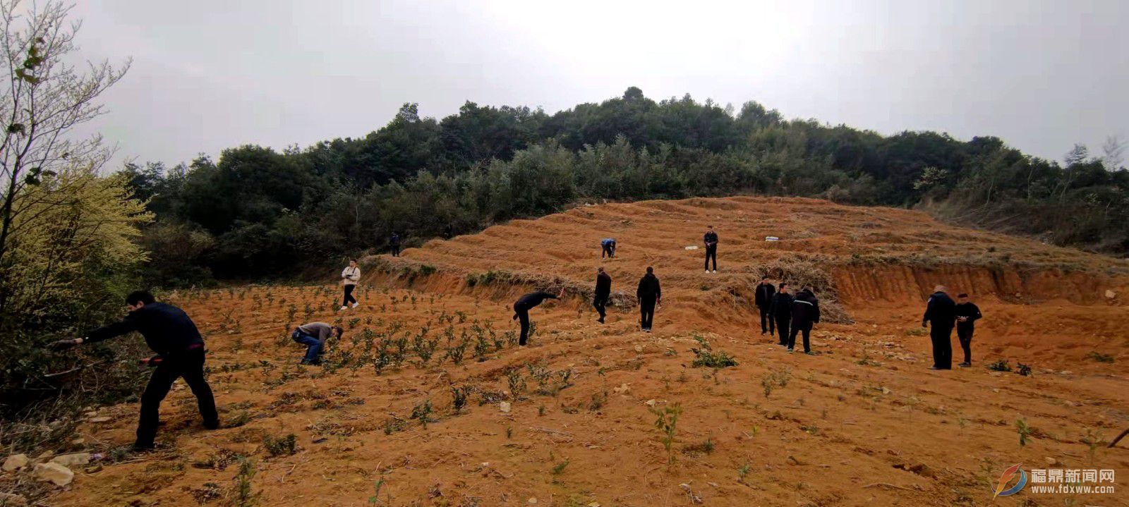 福鼎市林業局：當好“綠水青山”守護者