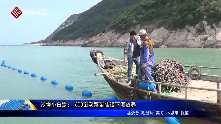 沙埕小白鷺：1600畝淡菜苗陸續下海放養