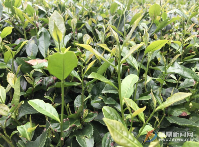 福鼎白茶伏季休茶全面結束 茶農開啟新一輪茶葉采摘