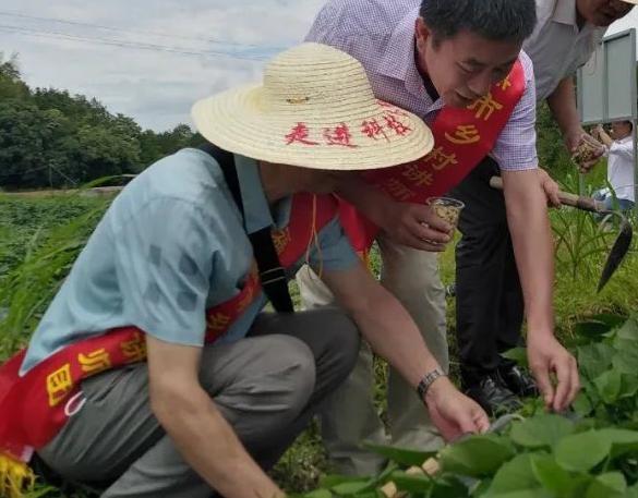 喚醒撂荒地，福鼎開啟“一地雙收”模式→