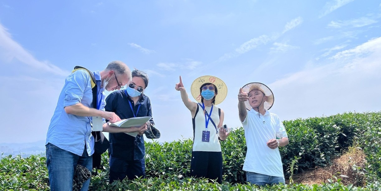 全球5個頂尖設計團隊現場踏勘，福鼎“世界白茶中心”值得期待！