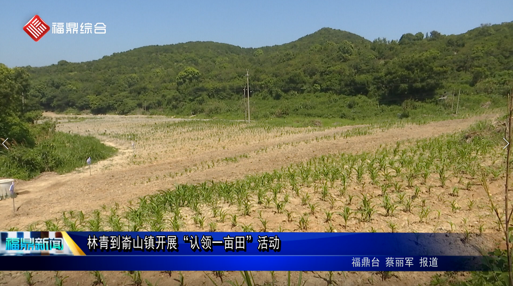 林青到崳山鎮開展“認領一畝田”活動