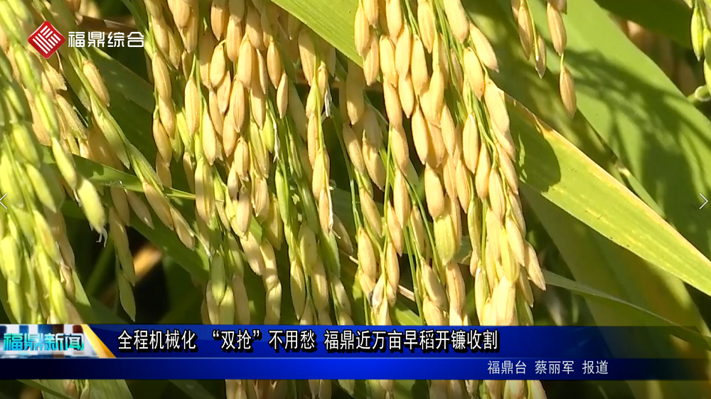 全程機械化 “雙搶”不用愁 福鼎近萬畝早稻開鐮收割