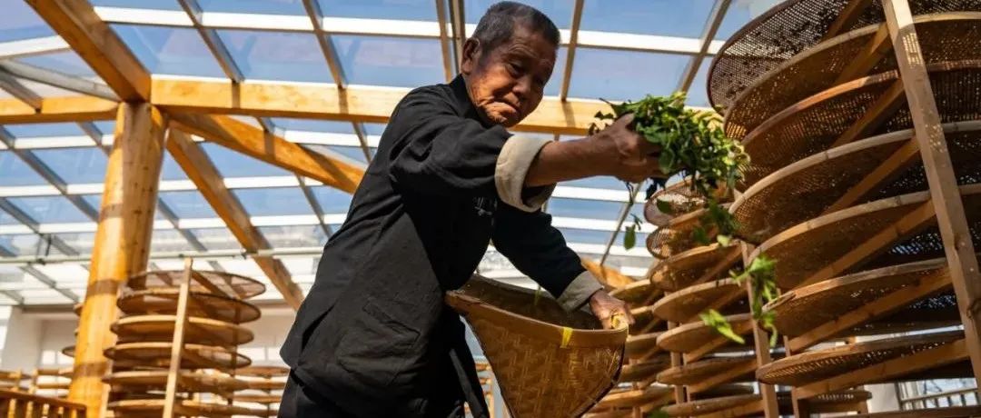 瞭望丨福建福鼎：農產品主產區的富民密碼