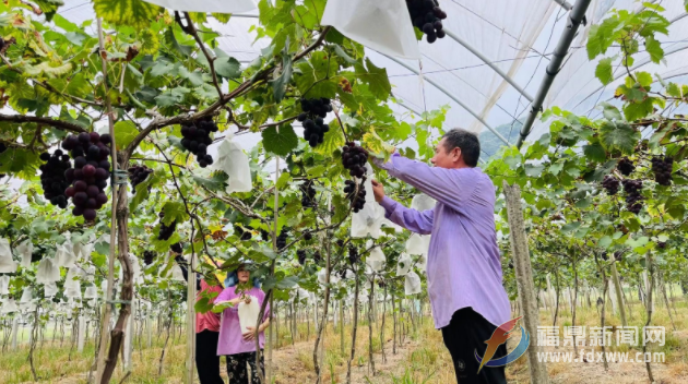 葡萄豐收季 果農享“甜蜜”