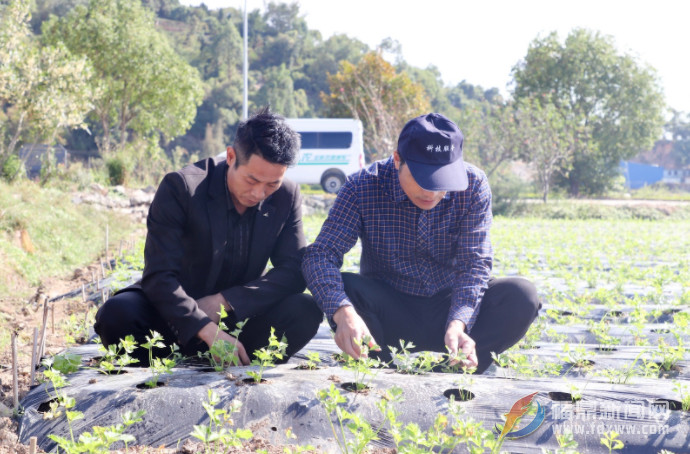 黨的二十大報告引發科技特派員熱烈反響