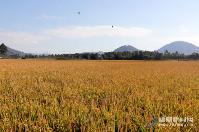 福鼎：秋收冬種正當時 田間地頭生產忙