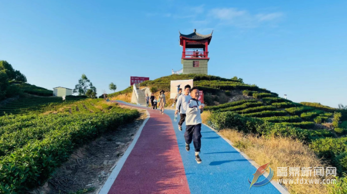 茶園變身“打卡地” 茶旅融合風景新