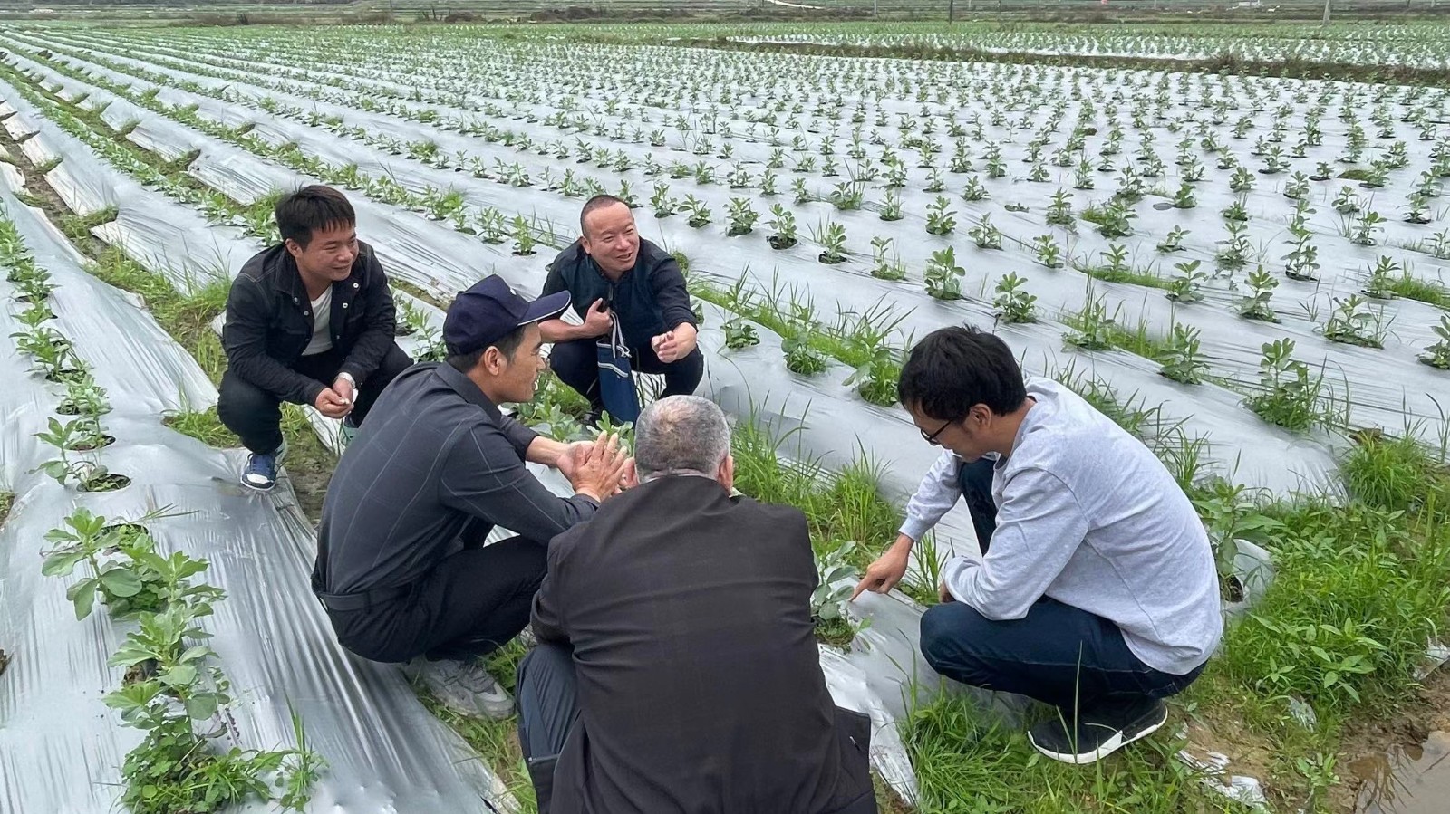 農技人員田間把脈 助冬種增收