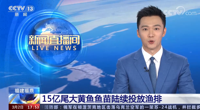 [新聞直播間]福建福鼎 15億尾大黃魚魚苗陸續投放漁排