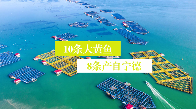 【大黃魚從這里 “游”向全國、全世界】香煎、紅燒、黃燜、剁椒、干燒……在中國人的餐桌上，每10條大黃魚有8條來自寧德，大黃魚從這里 “游”向全國、全世界。