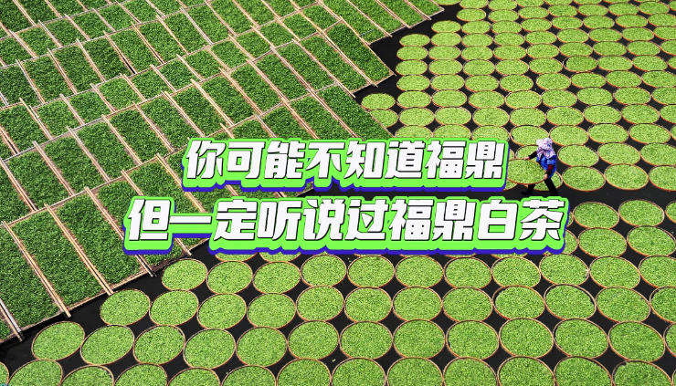 你聽說過福鼎白茶嗎？