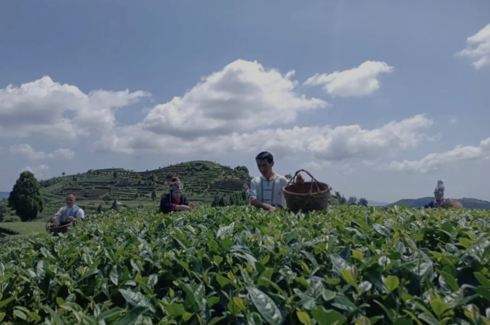 堅持“三茶統籌”，推動福鼎白茶全產業鏈條提質增效