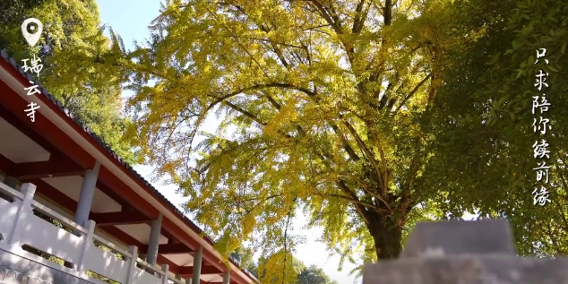 冬已至，葉正黃。一起到硤門畬族鄉瑞云寺看一場“銀杏雨”吧。