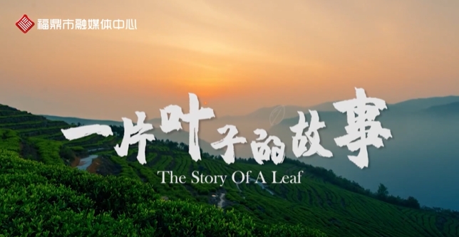 它平凡而渺小，卻歷經千年經久不衰，它來自山林秘境，卻出圈海外驚艷世界， 它的名字叫做福鼎白茶！且看《一片葉子的故事》！