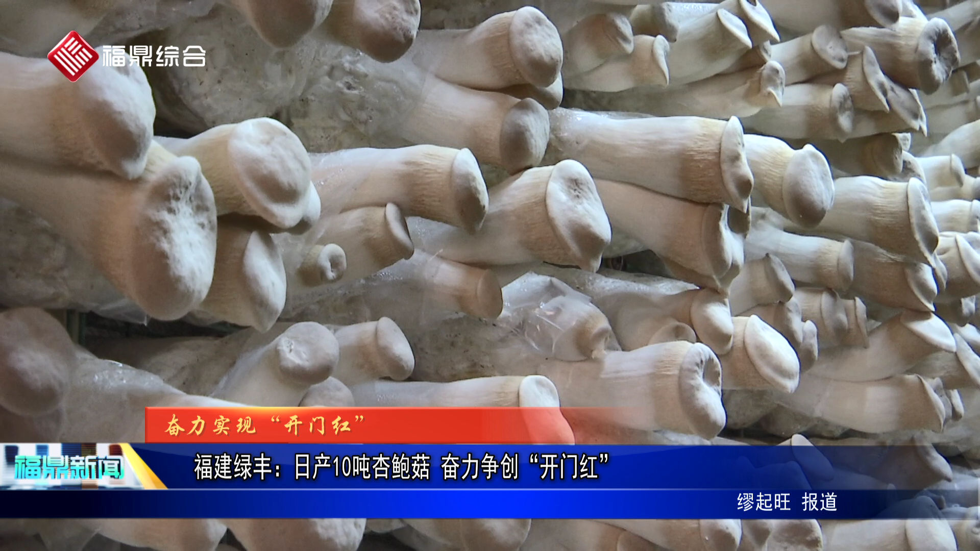 福建綠豐：日產10噸杏鮑菇 奮力爭創“開門紅”