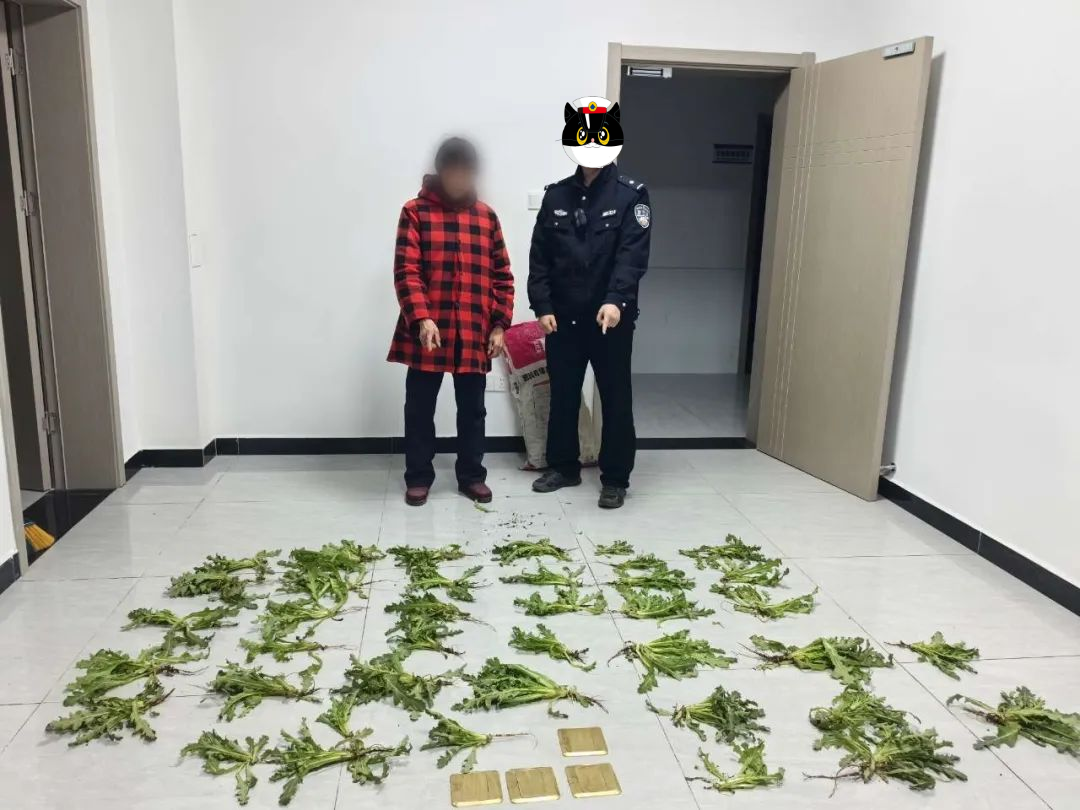 “這是罌粟？以為是茼蒿呢！”民警：別狡辯！