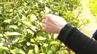 福鼎點頭：2024年春茶開采！