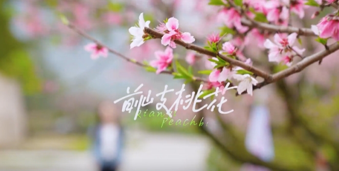 春風十里，桃花灼灼，春光與你皆不負