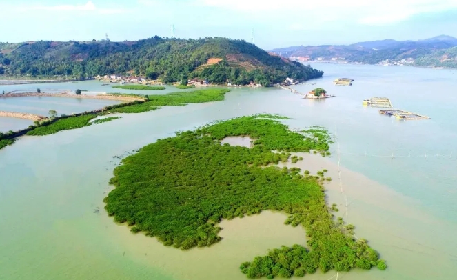 海中植“綠”芯 ，藍疆筑“金”堤