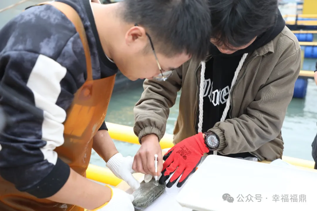 首次對花鱸注射芯片！福鼎鱸魚也有選育芯片了