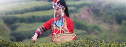 “三茶”統籌  點“白”成金